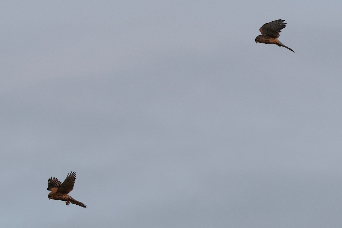 tårnfalk - ML646354225