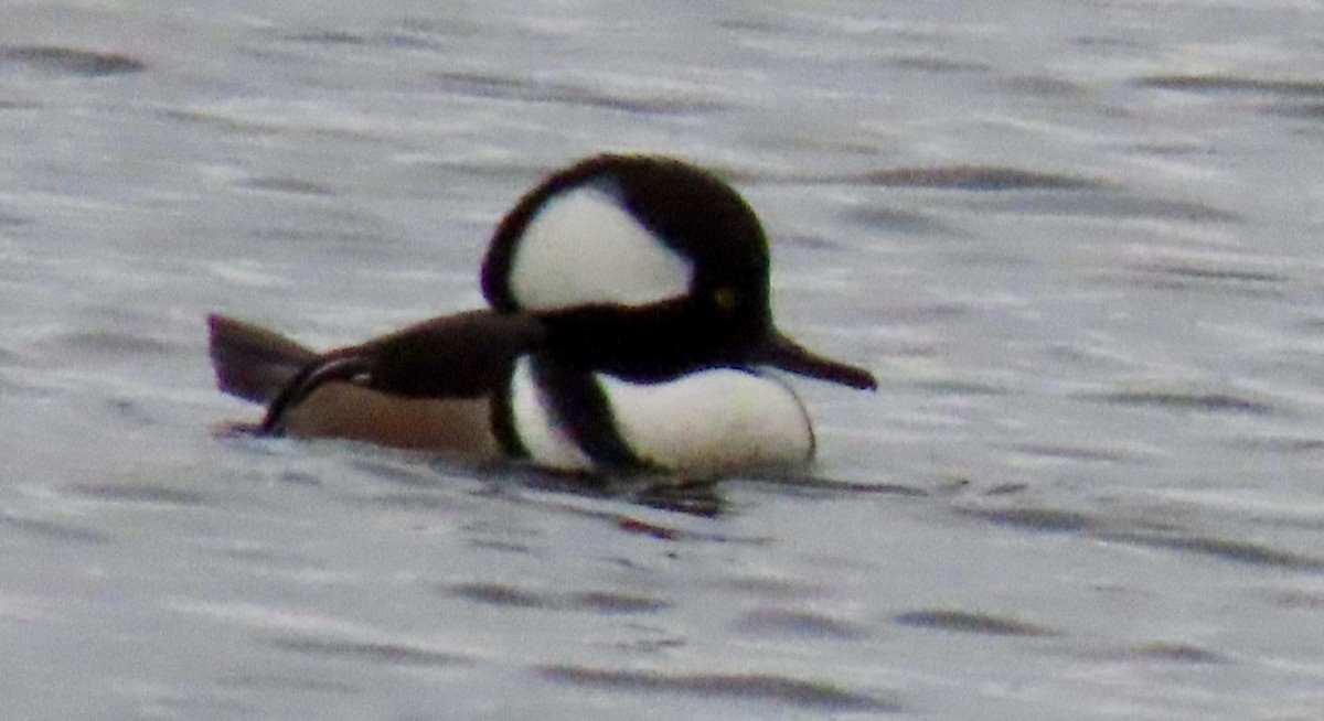 hjelmfiskand - ML646354227