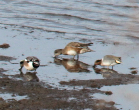 American Wigeon - ML646354228