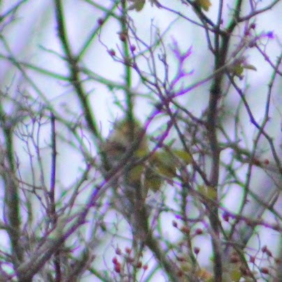 Чиж золотий - ML646354230