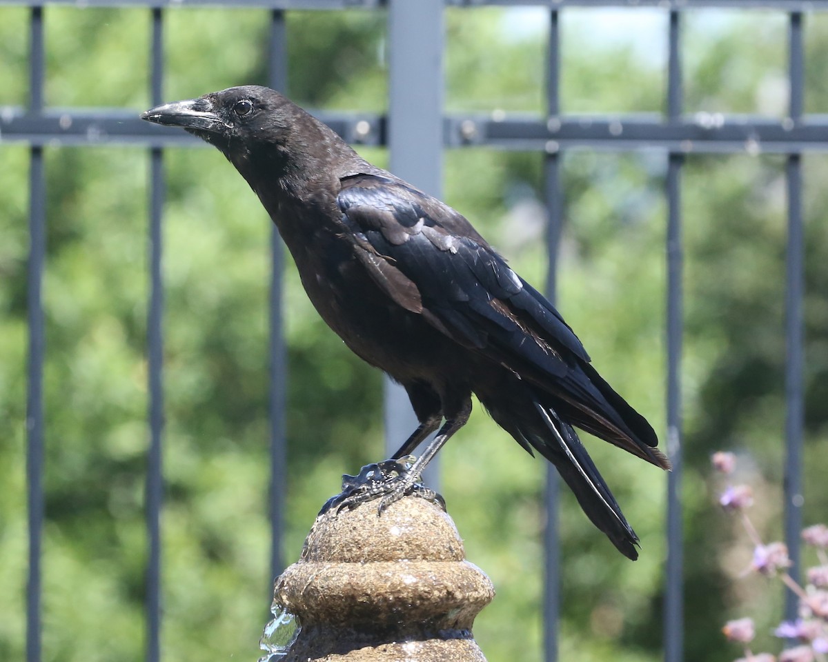 American Crow - ML646354231