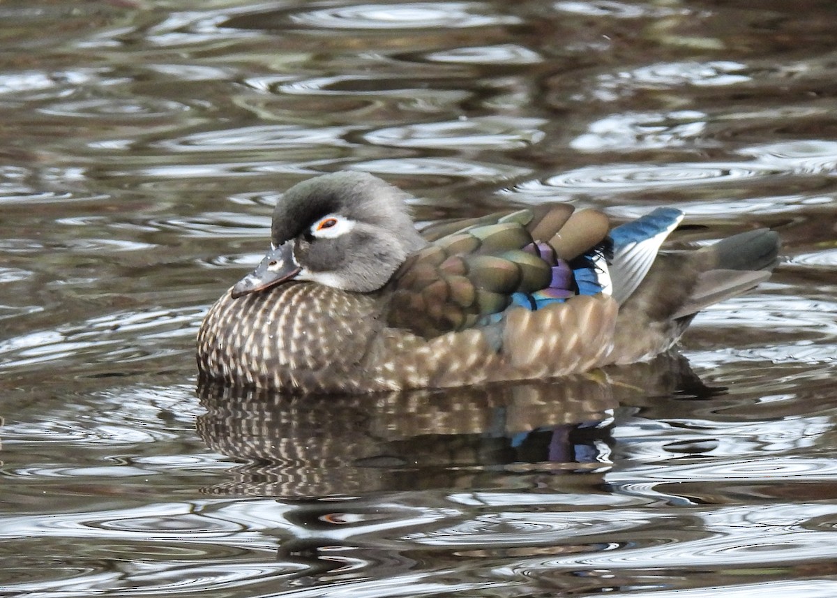 Wood Duck - ML646354233