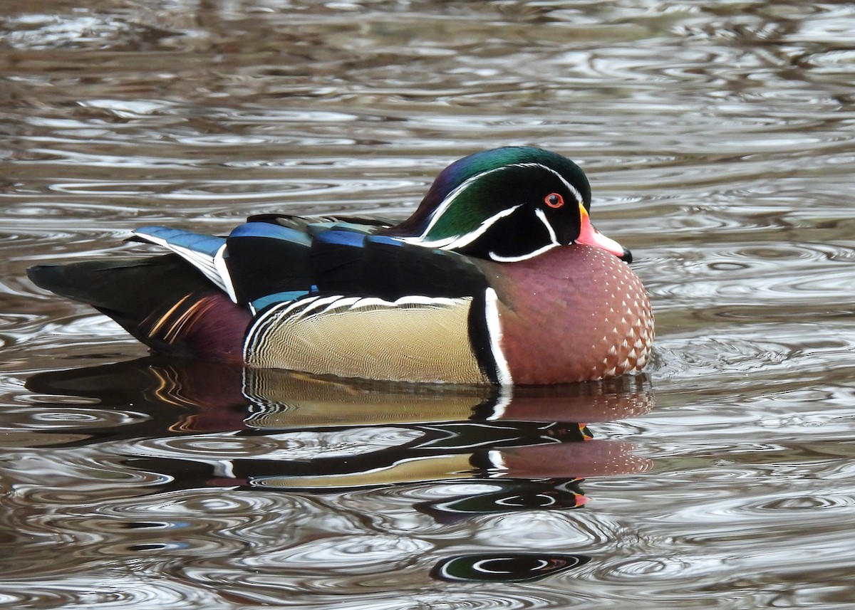 Wood Duck - ML646354234
