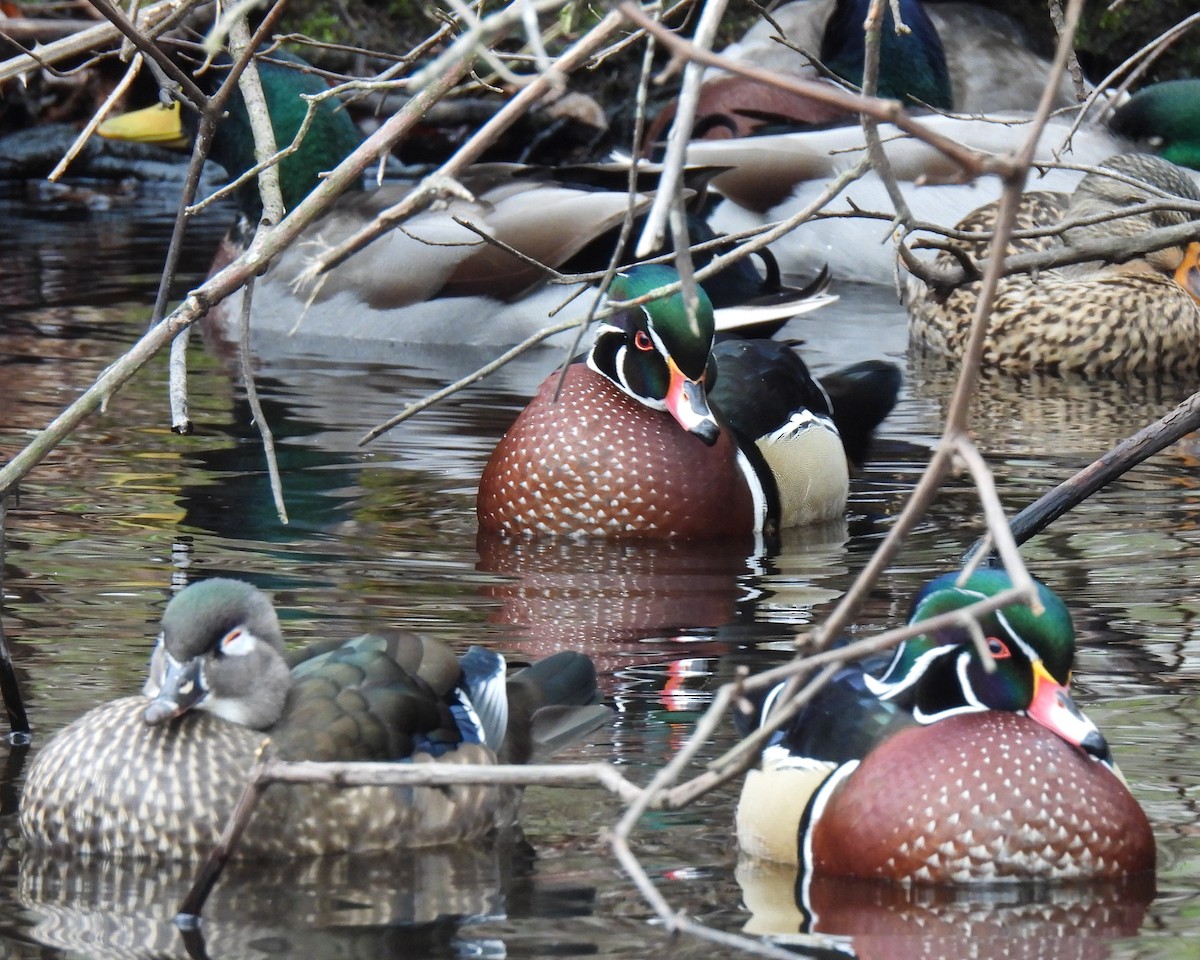 Wood Duck - ML646354235
