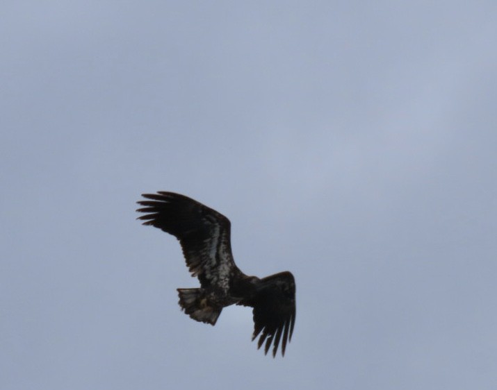 Bald Eagle - ML646354236