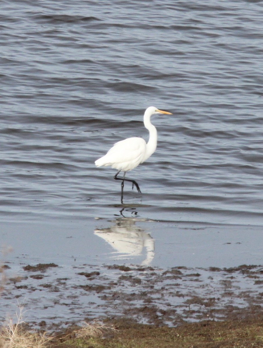 Büyük Ak Balıkçıl - ML646354241