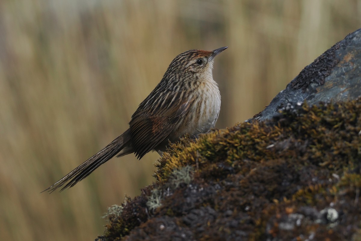 Damar Kuyruklu Sepetören - ML646354242