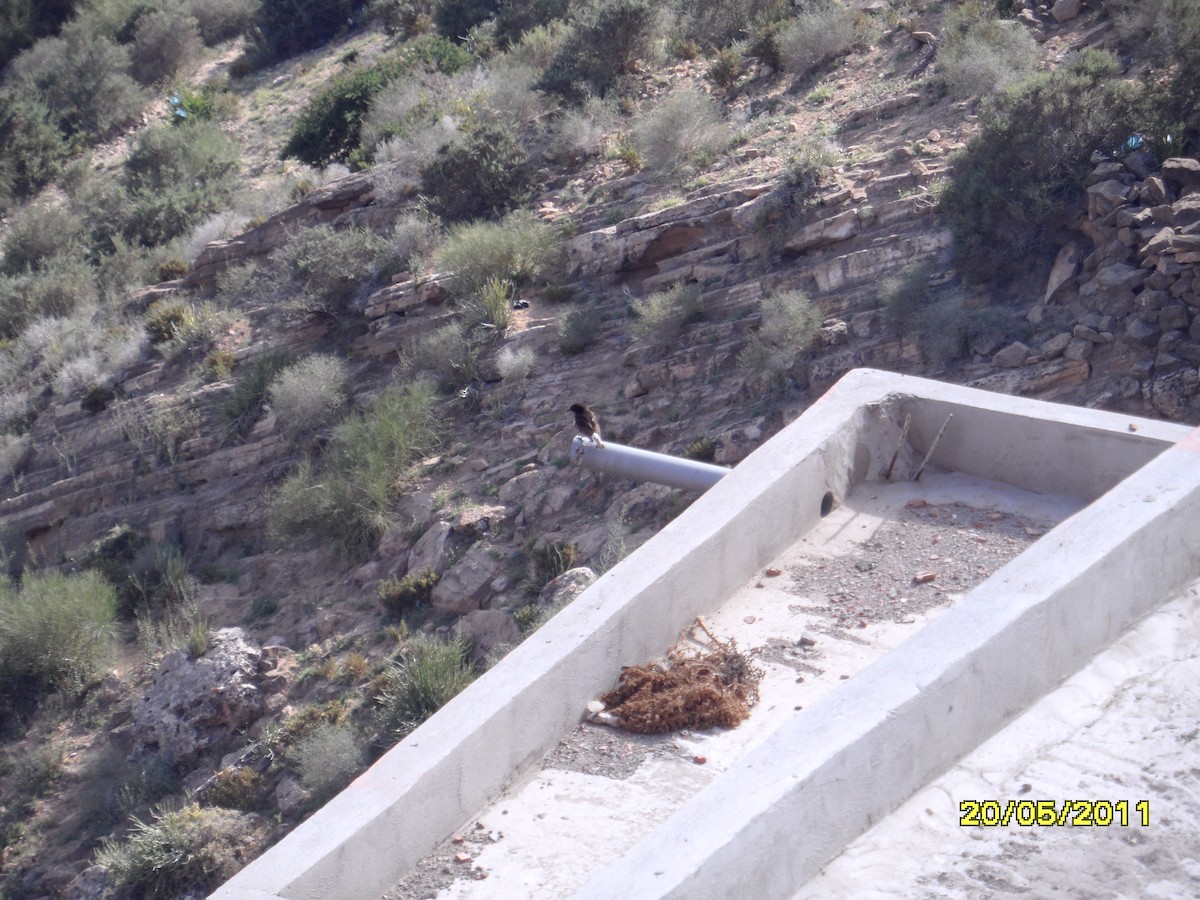 Kara Kuyrukkakan - ML646354243