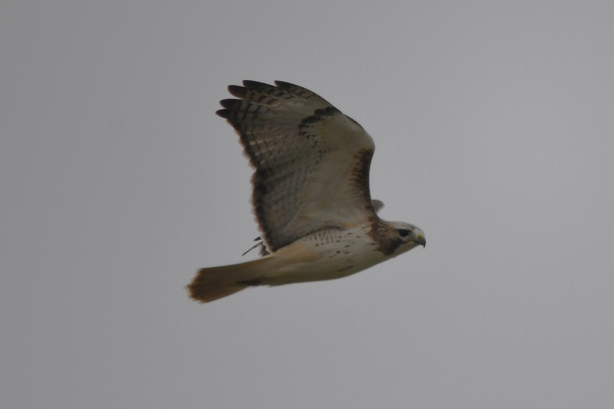 Kızıl Kuyruklu Şahin - ML646354245