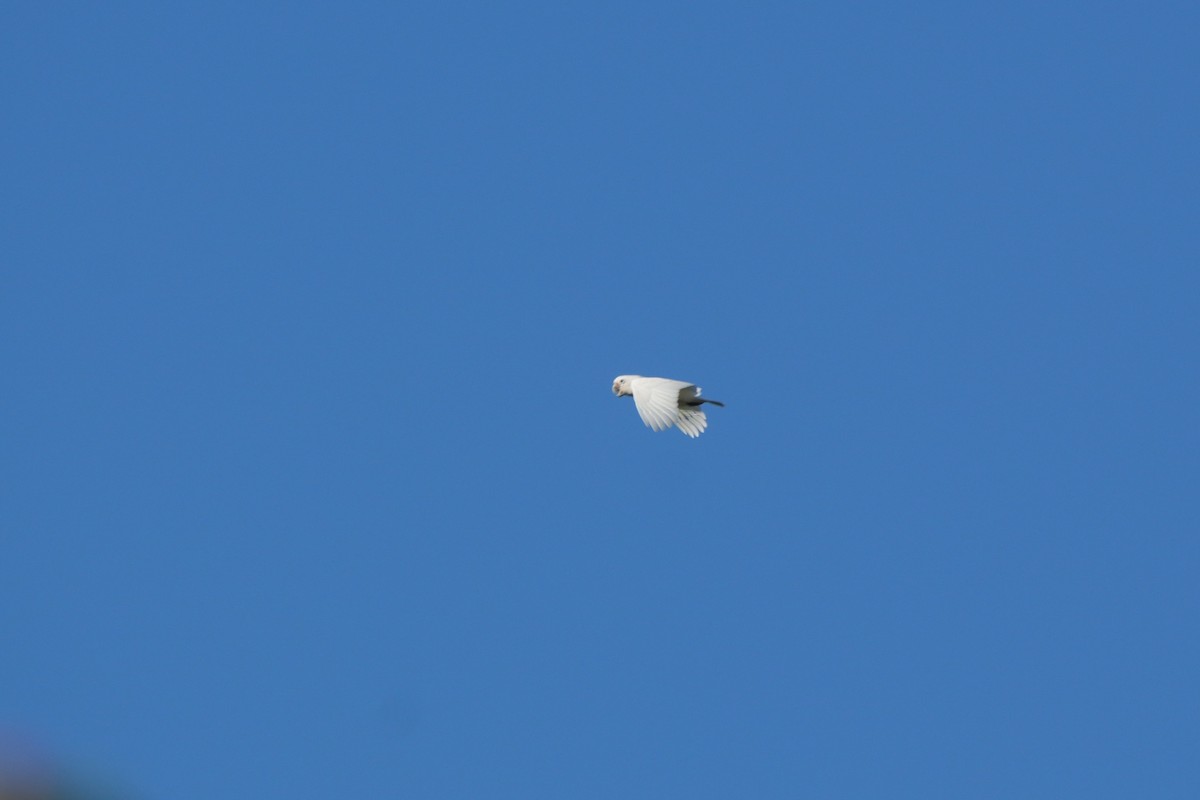 Goffin Kakadusu - ML646354246