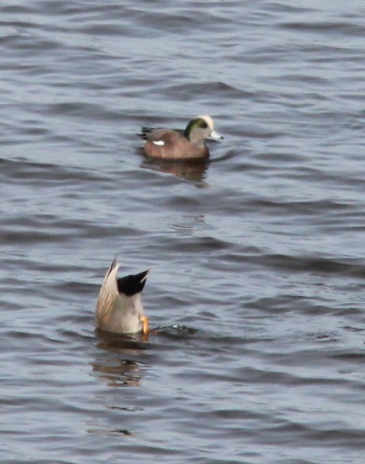 Amerika Fiyusu - ML646354247