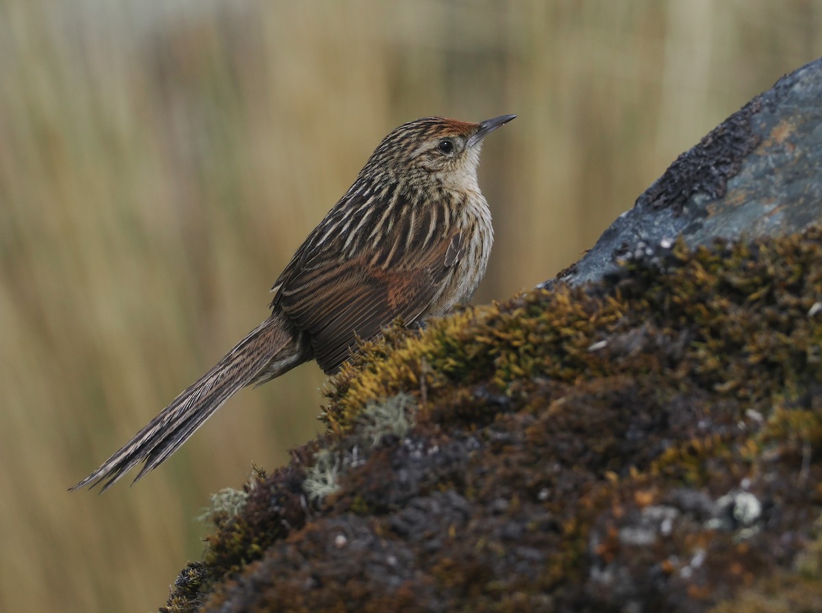 Damar Kuyruklu Sepetören - ML646354248