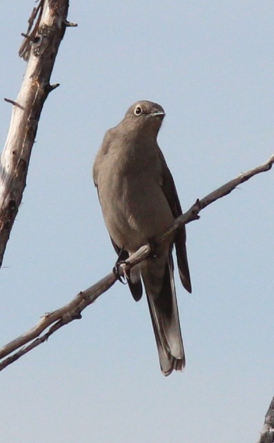 Townsend Soliteri - ML646354253