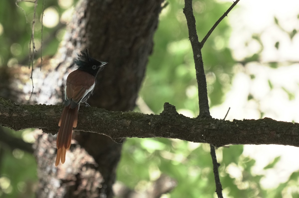 Afrika Monarkı - ML646354254