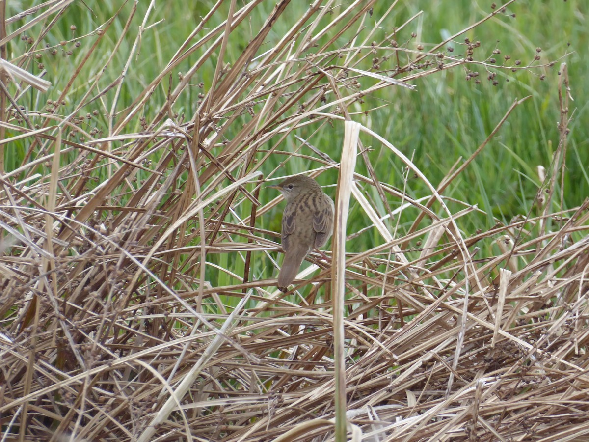 Çekirge Kamışçını - ML646354255