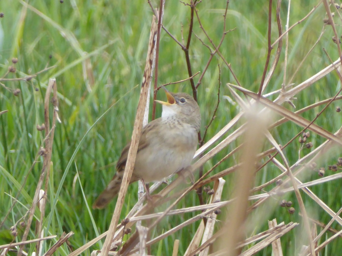 Çekirge Kamışçını - ML646354256