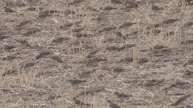 Calandra Lark - ML646354257