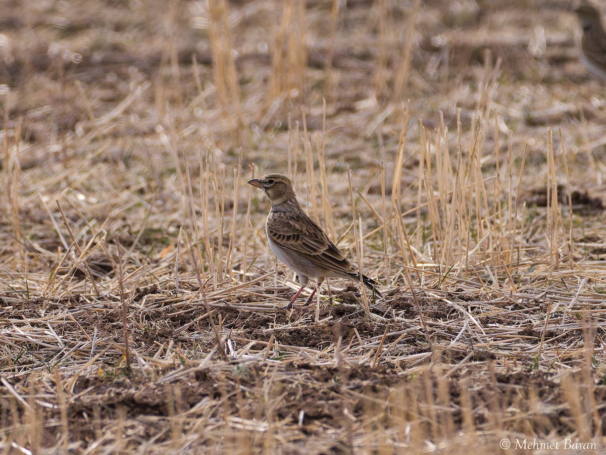 Boğmaklı Toygar - ML646354259