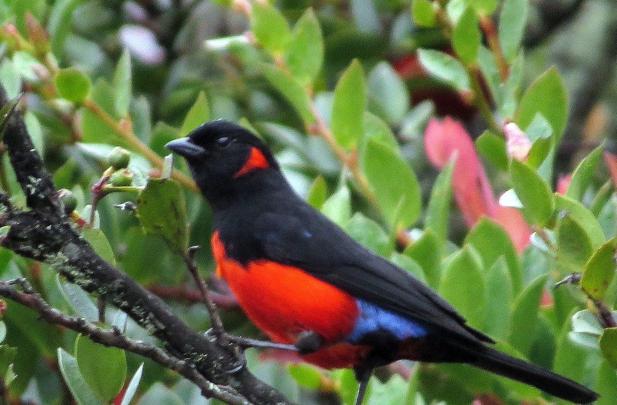 Alev Karınlı Dağ Tangarası - ML646354260