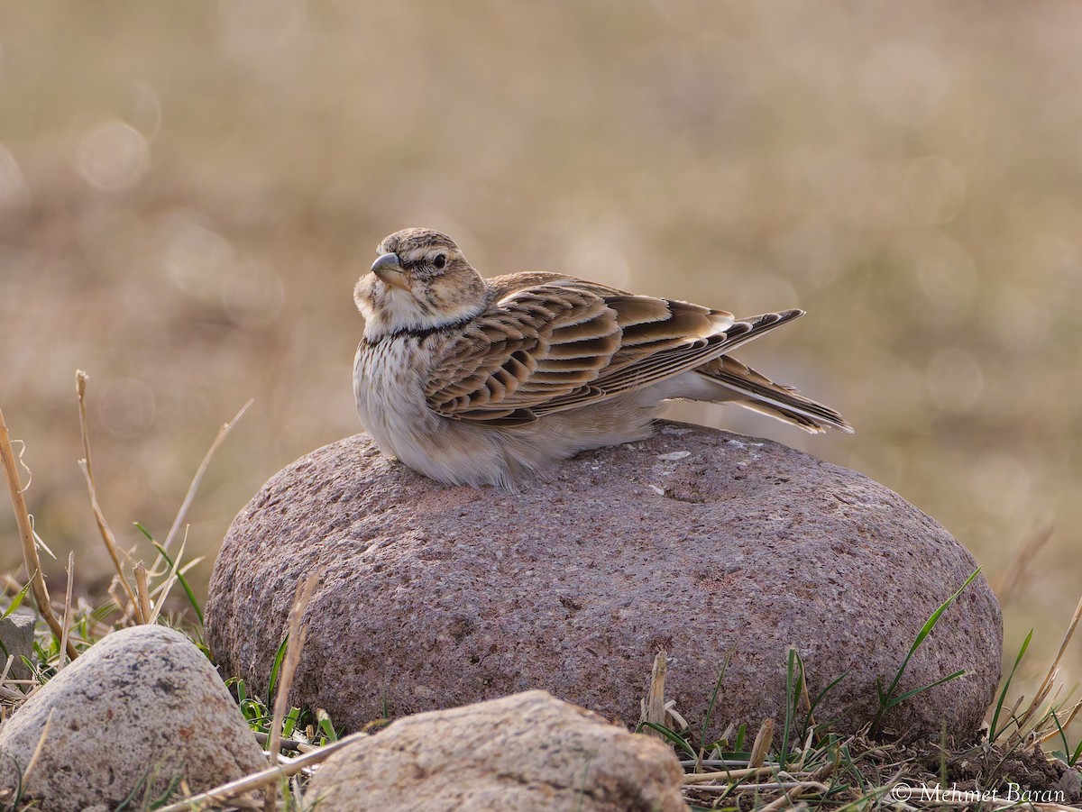 Boğmaklı Toygar - ML646354262