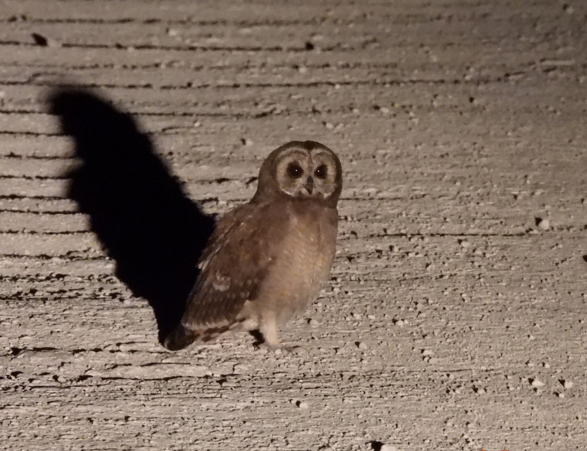 Bataklık Baykuşu - ML646354267