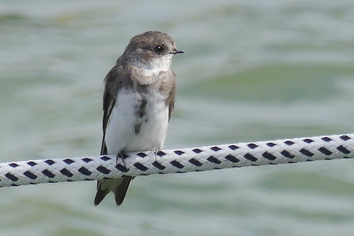 Kum Kırlangıcı - ML646354269