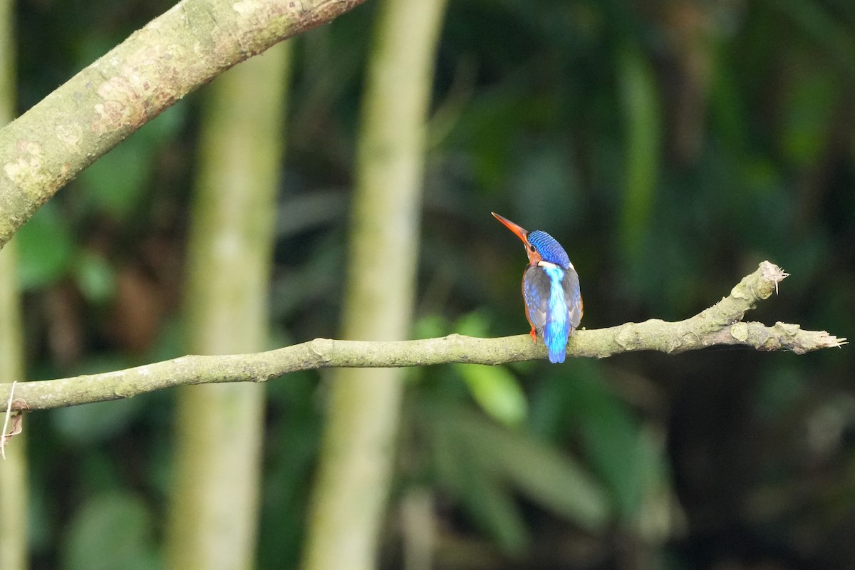 Meninting Yalıçapkını - ML646354270