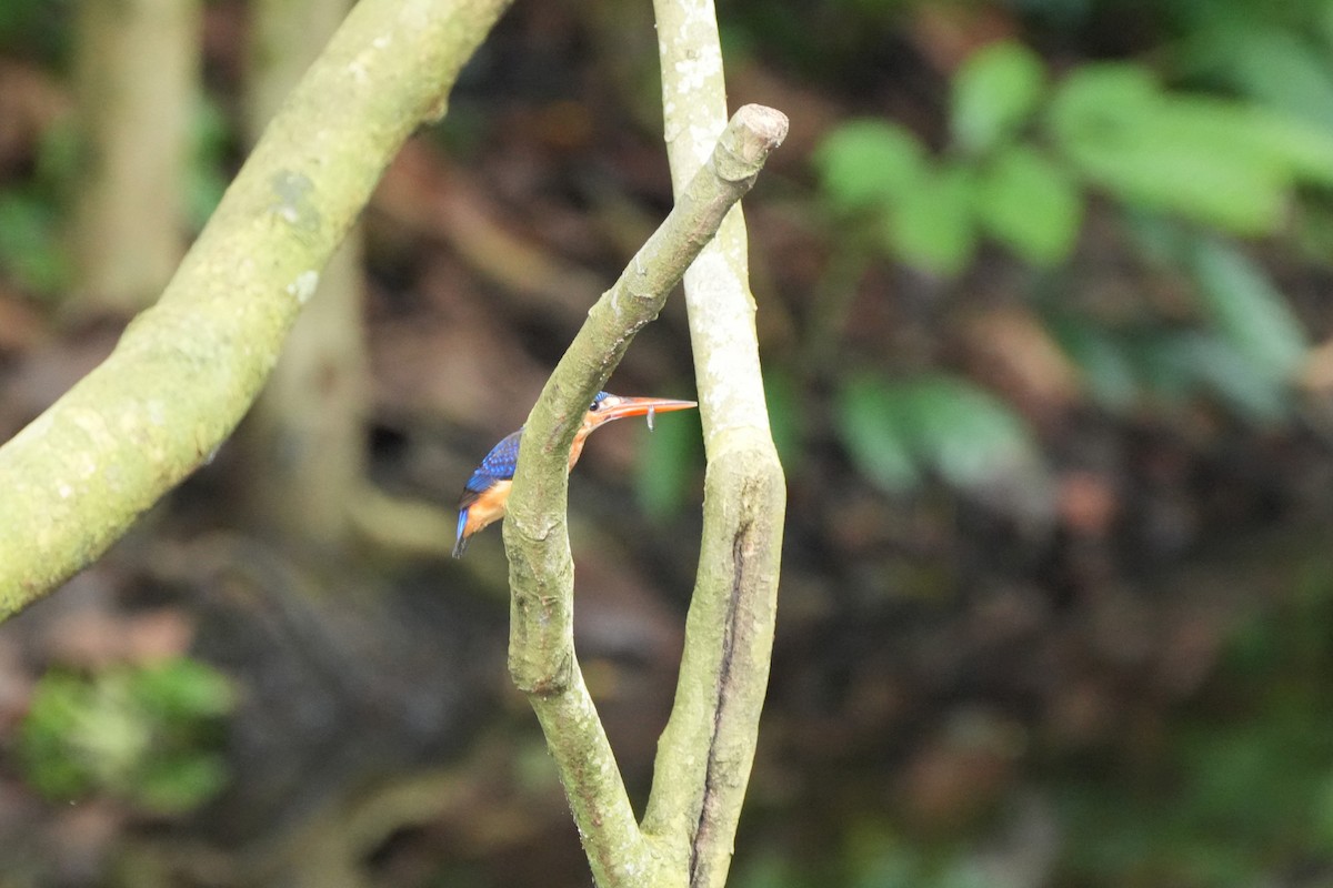 Meninting Yalıçapkını - ML646354271