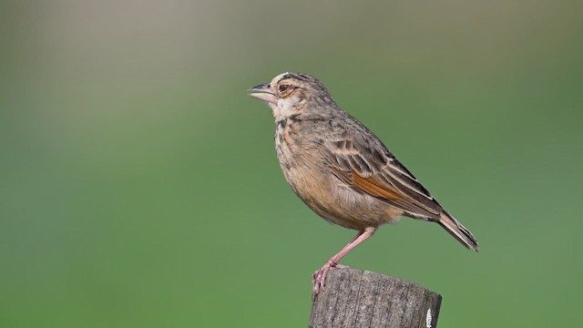 Alondra de Assam - ML646354272