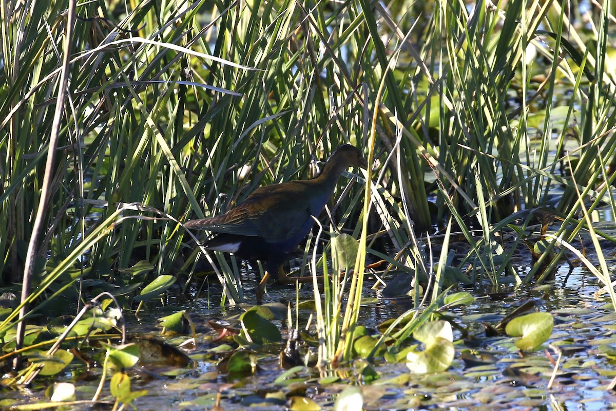 Sarı Bacaklı Sazhorozu - ML646354273