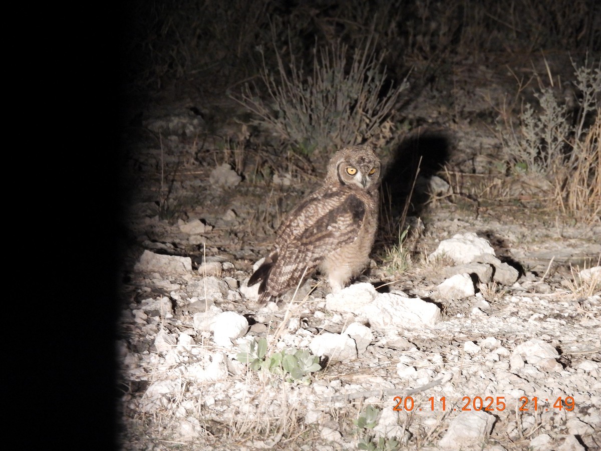 Benekli Puhu - ML646354275