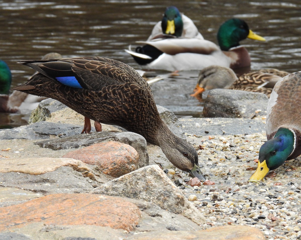 Esmer Ördek - ML646354276