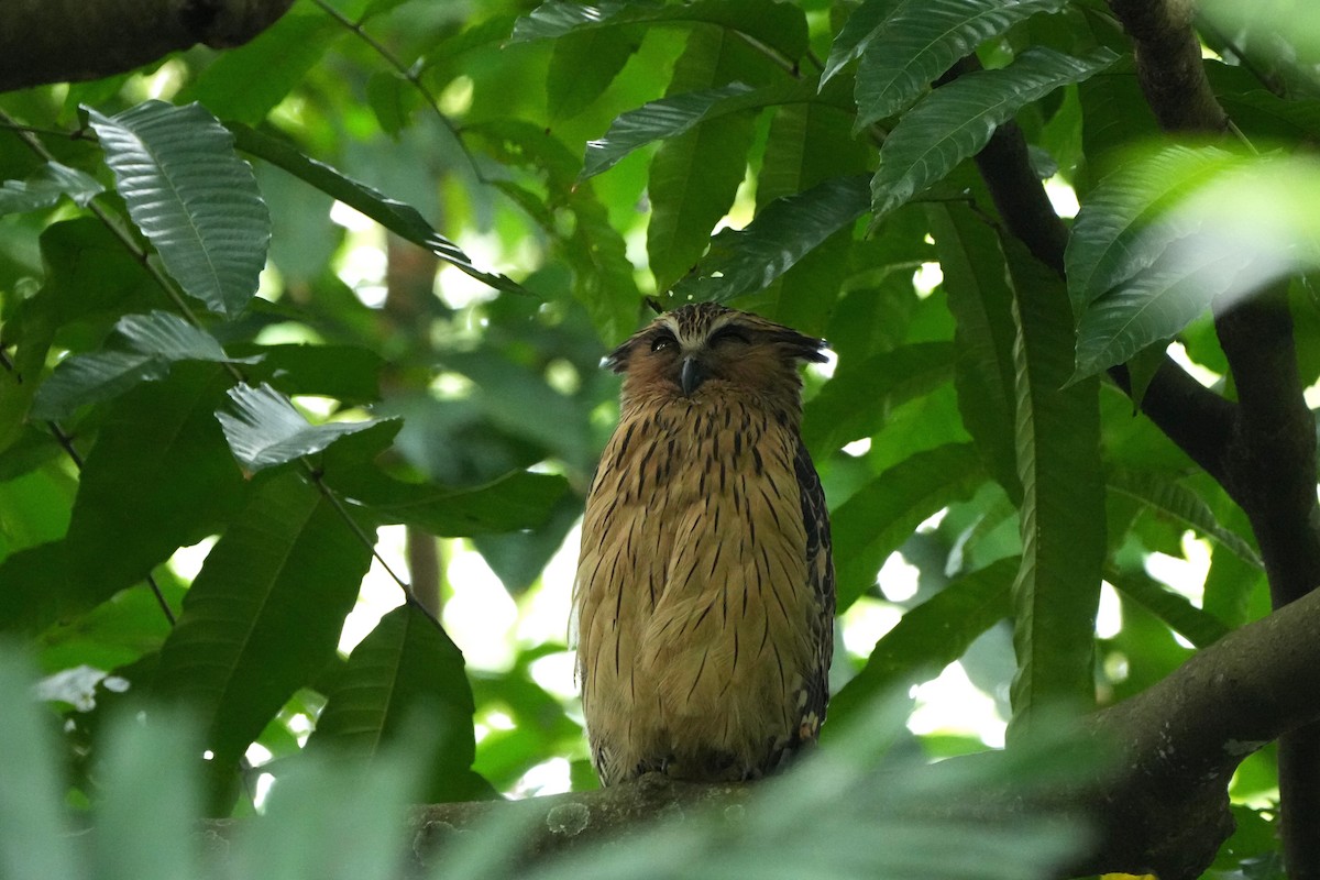 Sunda Balık Baykuşu - ML646354278