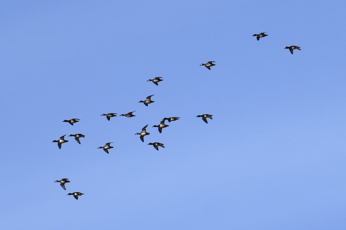 Halkalı Patka - ML646354281