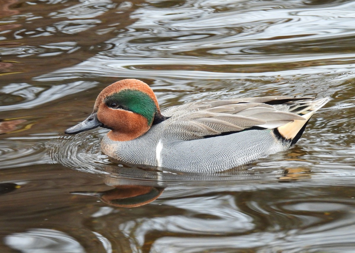 Green-winged Teal - ML646354283