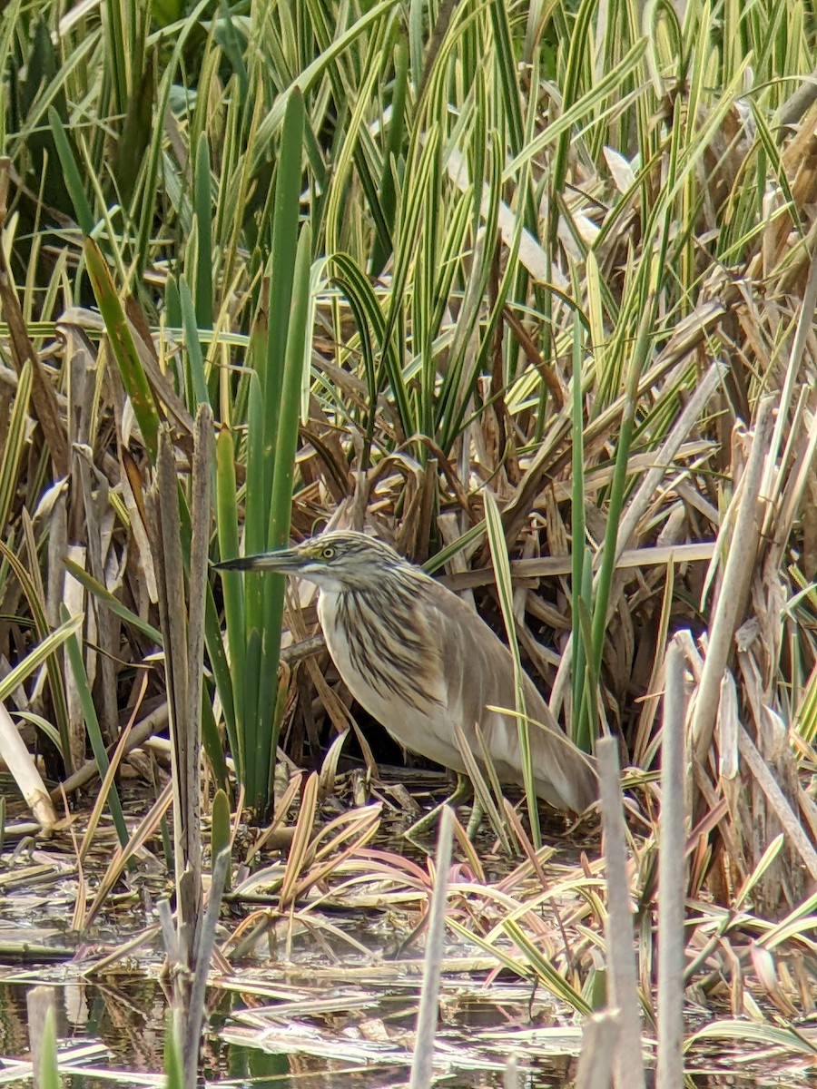 Squacco Heron - ML646354285