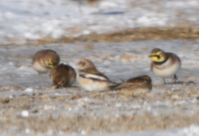 Snow Bunting - ML646354286