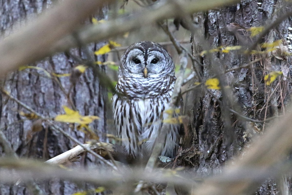 Barred Owl - ML646354288