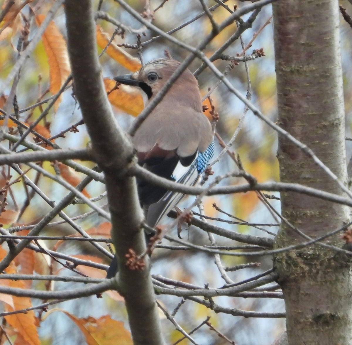 Eurasian Jay - ML646354289