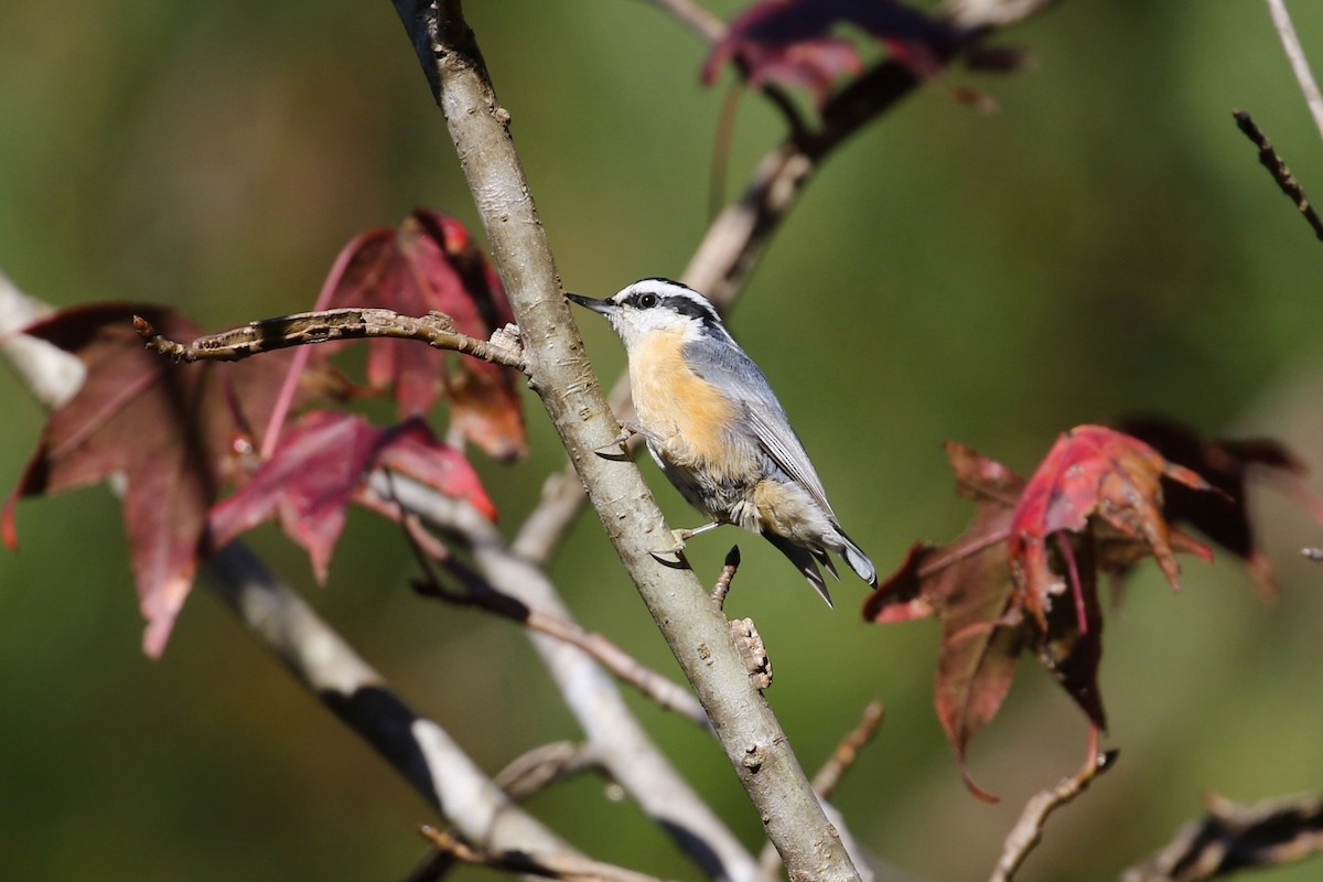 Red-breasted Nuthatch - ML646354291