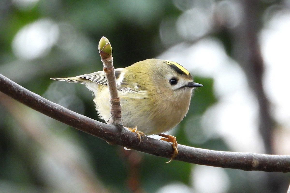 Goldcrest - ML646354296