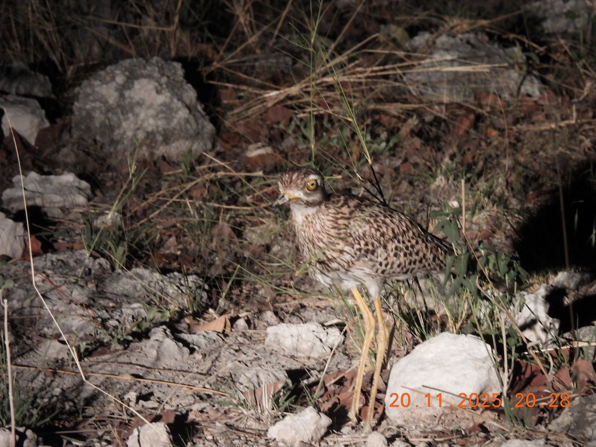 Spotted Thick-knee - ML646354297