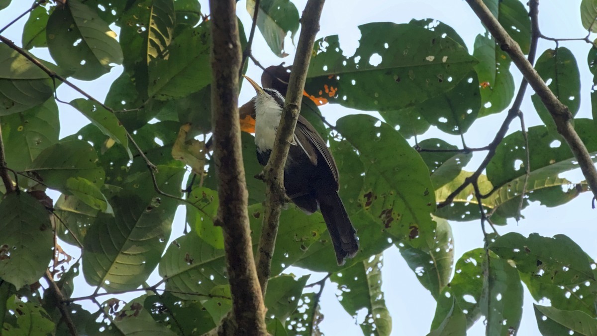 Indian Scimitar-Babbler - ML646354299