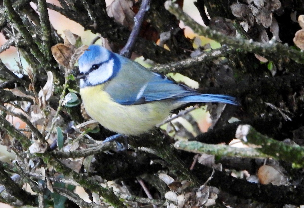 Common Chaffinch - ML646354301