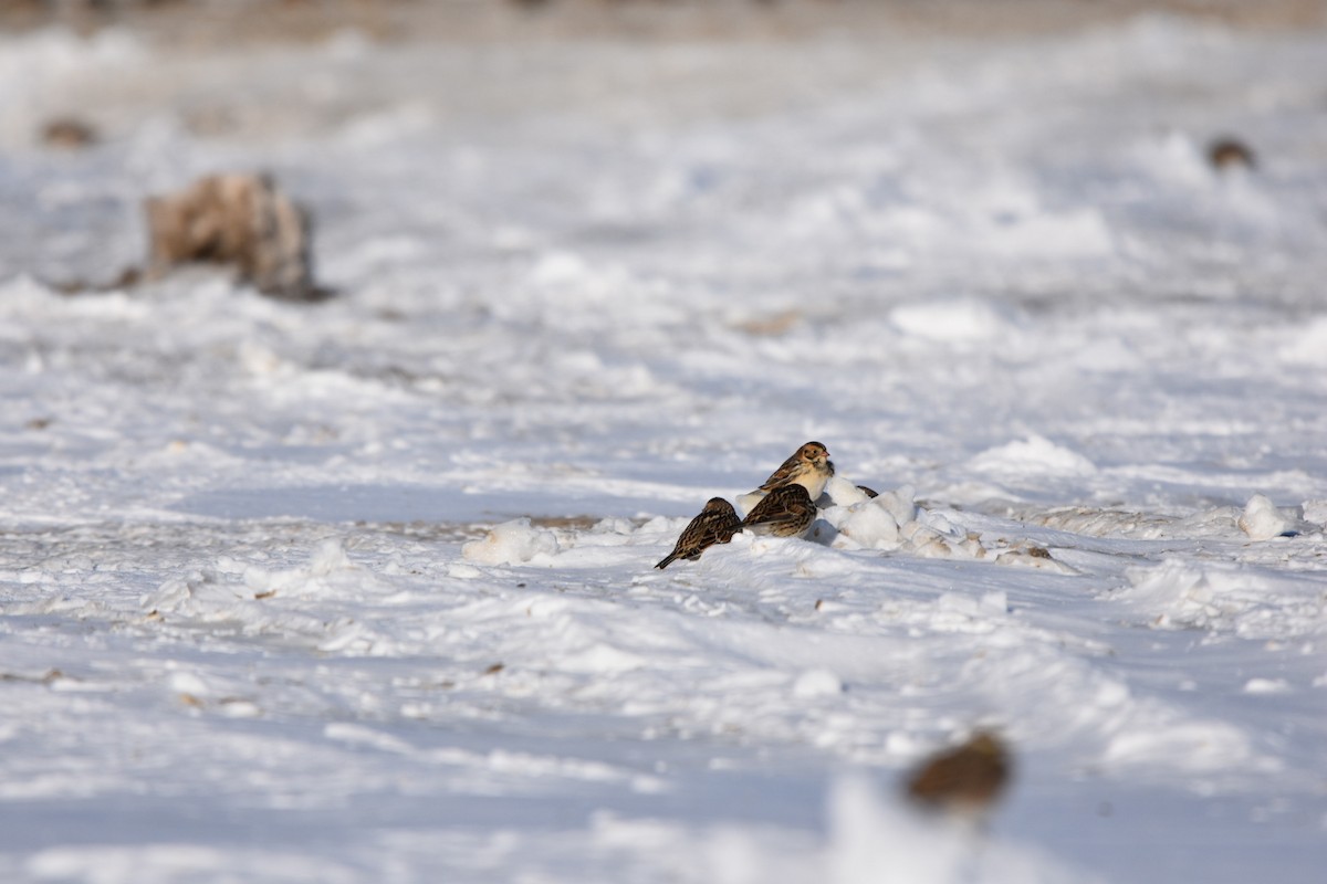 Lapland Longspur - ML646354309
