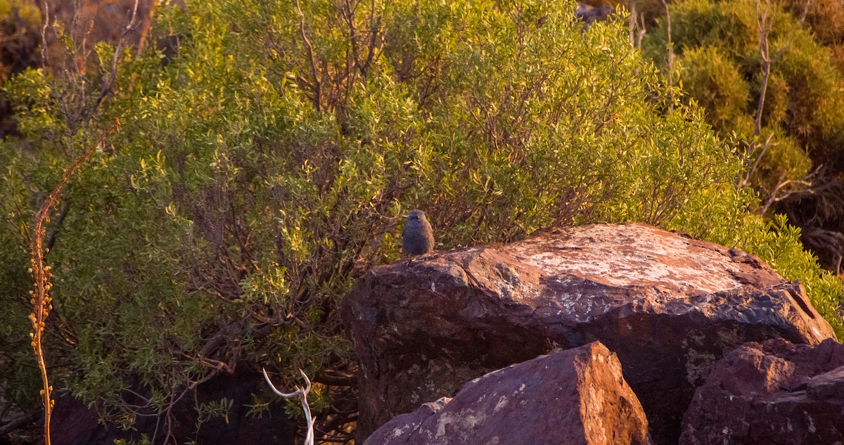 Roquero Solitario - ML646354314