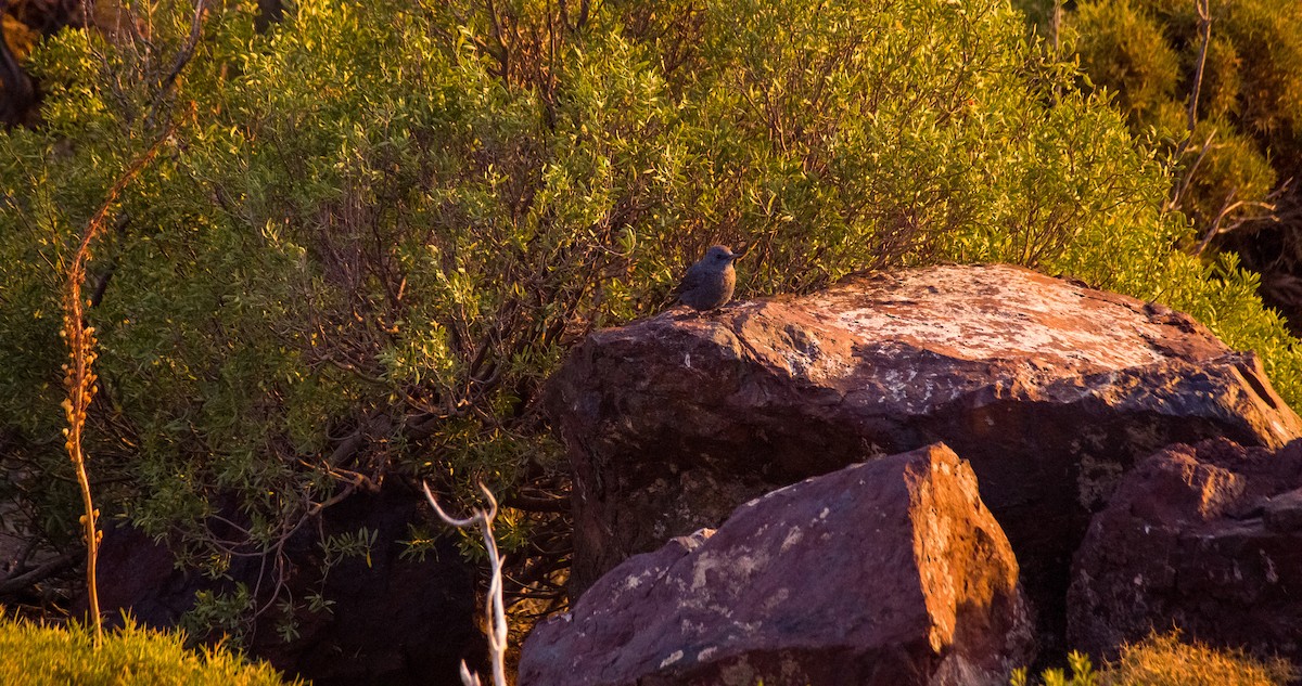 Roquero Solitario - ML646354317