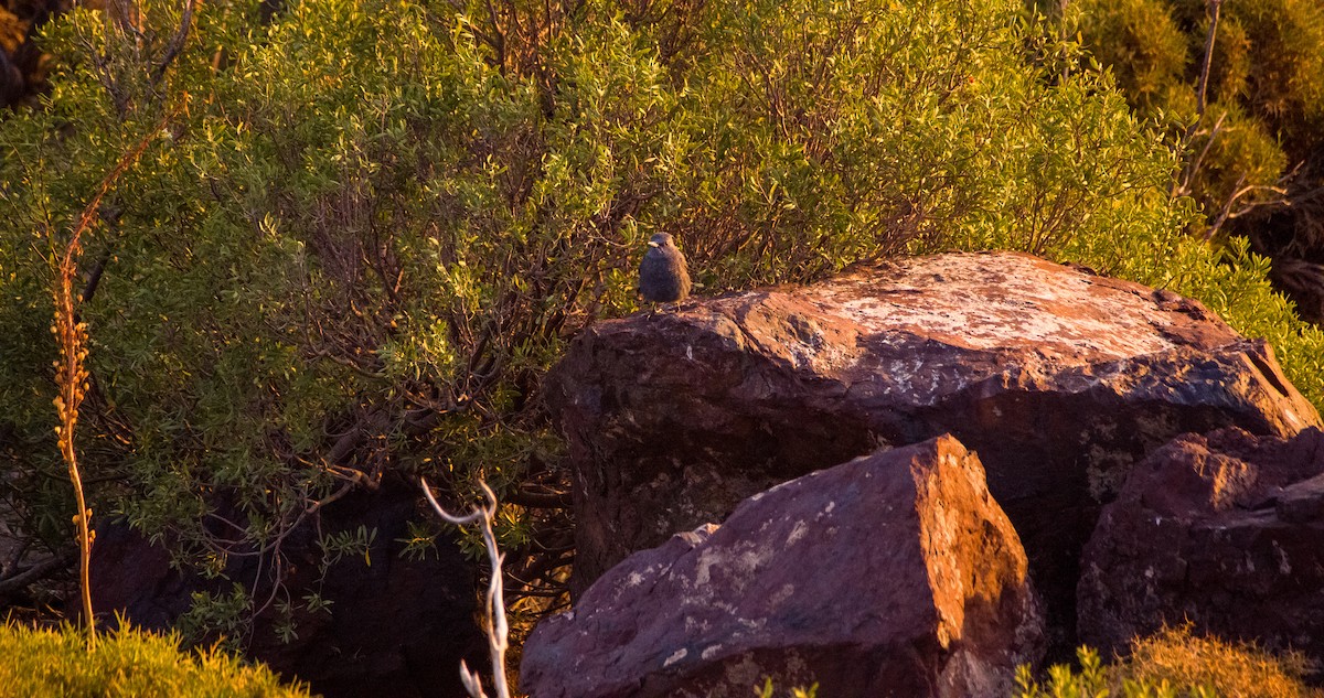 Roquero Solitario - ML646354318