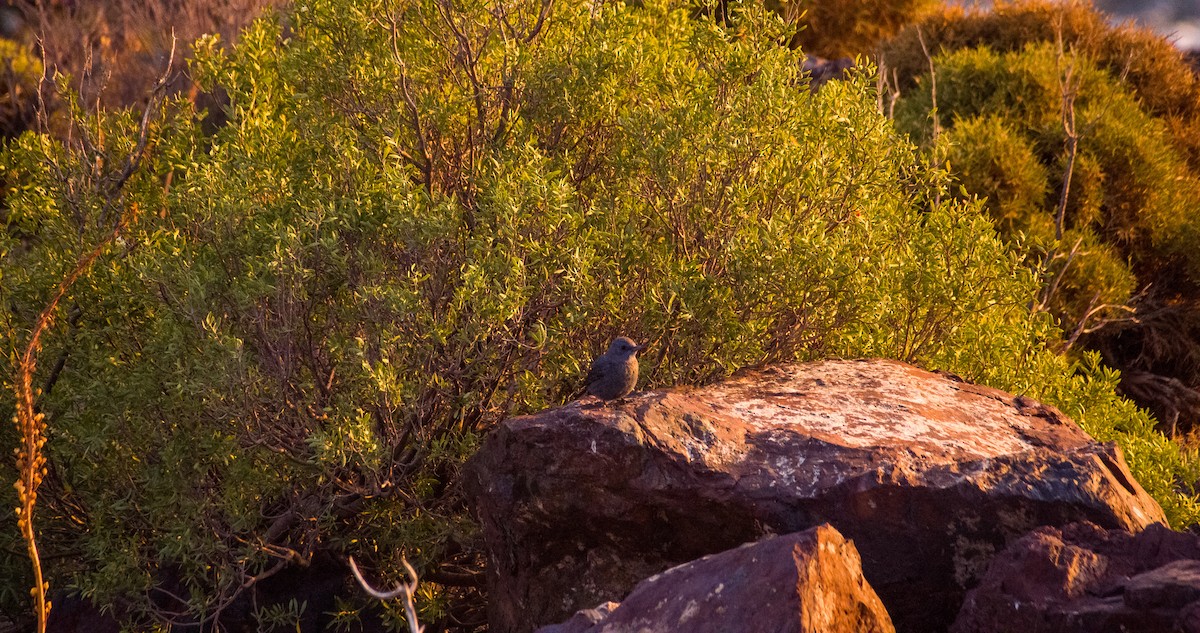 Roquero Solitario - ML646354319