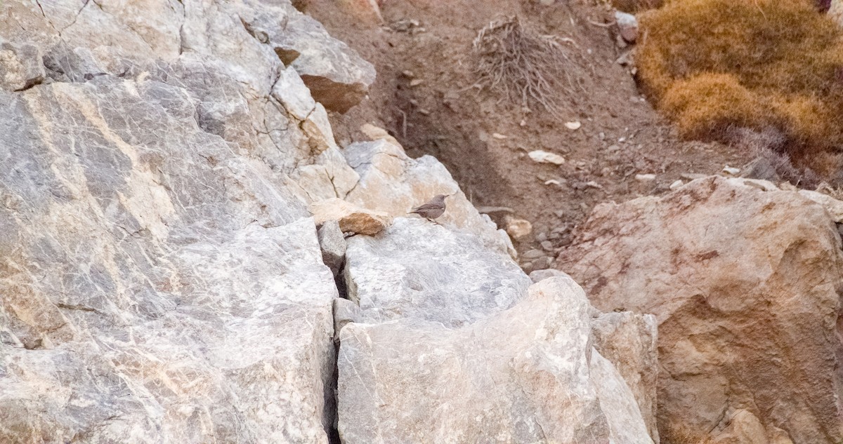 Roquero Solitario - ML646354320